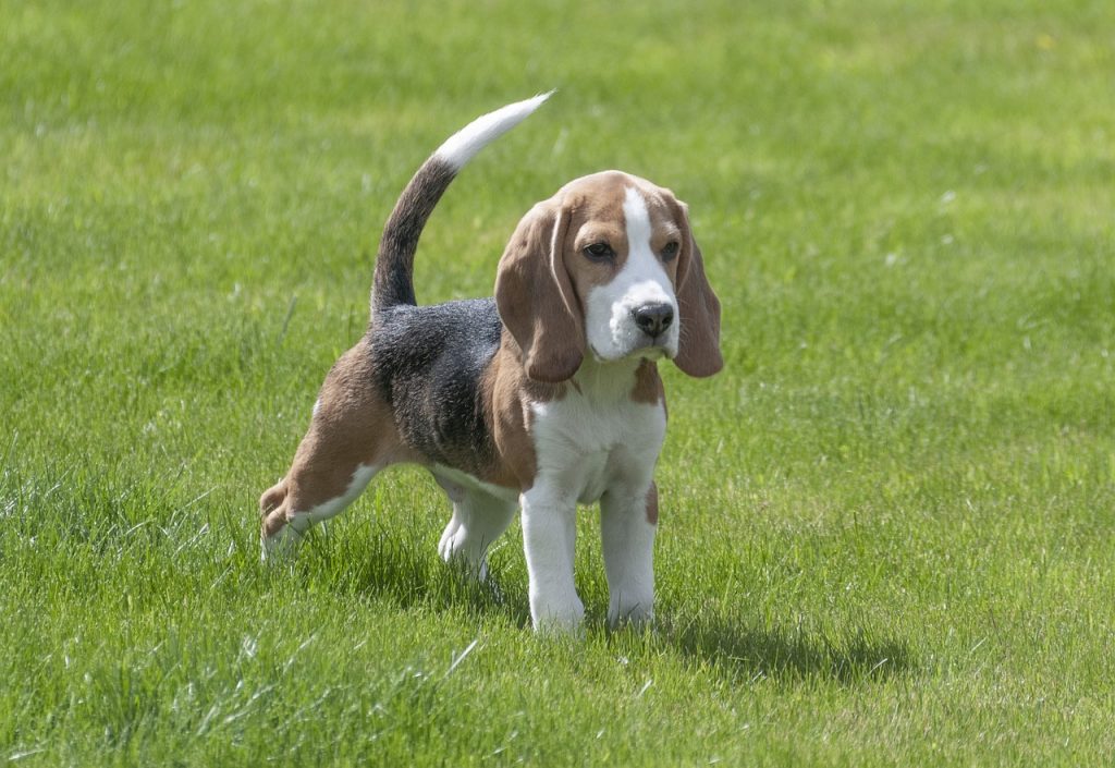 beagle